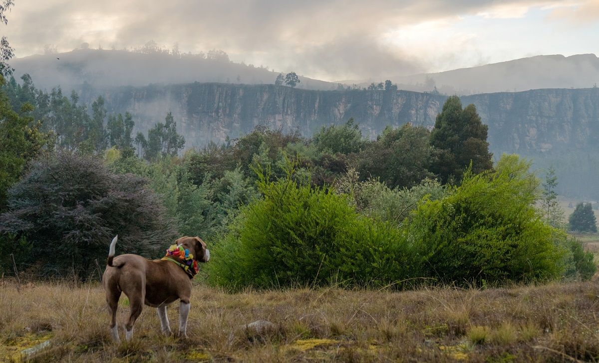 Perros escalada 01